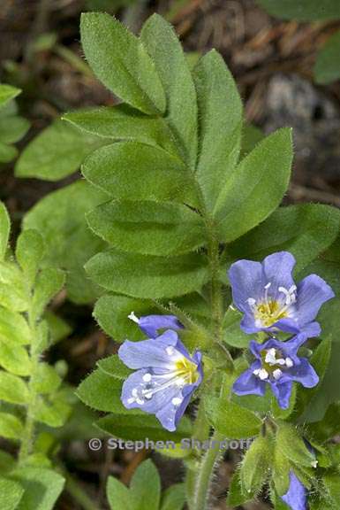 polemonium pulcherrimum 2 graphic